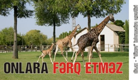 Məmurlardan birinin Bakıda özəl zooparkı var imiş