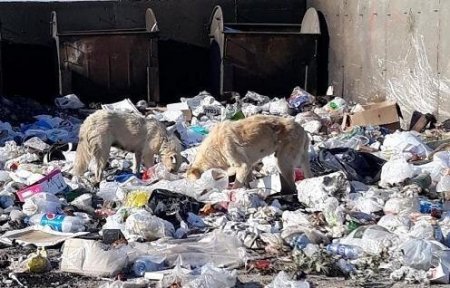 Şabran rayonunda NATƏMİZLİK: Zibillər daşınmır, üfunət iyi...