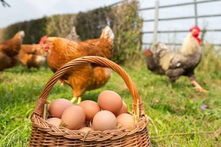 "Kənd yumurtası" bahalaşır, sənaye üsulu ilə istehsal olunanlar isəвЂ¦