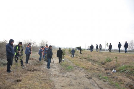 Tərtərdə İlham Əliyevin doğum gününə həsr olunan ağacəkmə aksiyası keçirilib