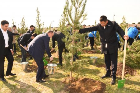 Bakıda növbəti ağacəkmə aksiyası və iməclik keçirilib