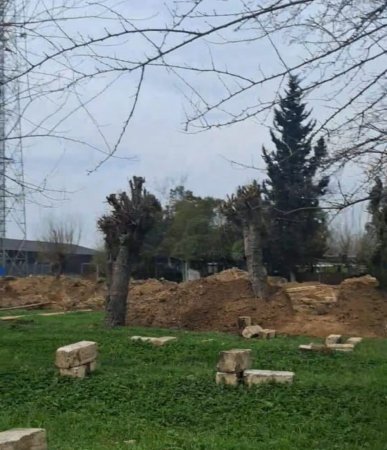 Masallının icra başçısı da TİKİNTİ XAOSUNA QOŞULDU: Ağaclar kəsildi və...