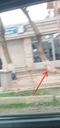 Cəlilabadda daha bir ünvanda ƏLİ BALTALILAR