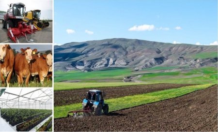 Soyuq hava: Bu ili kənd təsərrüfatı ciddi ZİYANLA ÇIXACAQ 